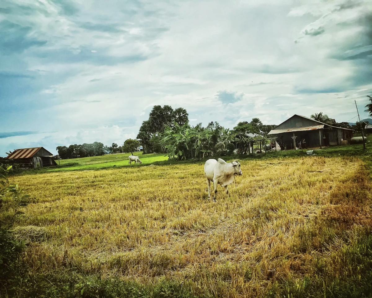 Immobilier agricole et rural : le nouvel eldorado des investisseurs ?