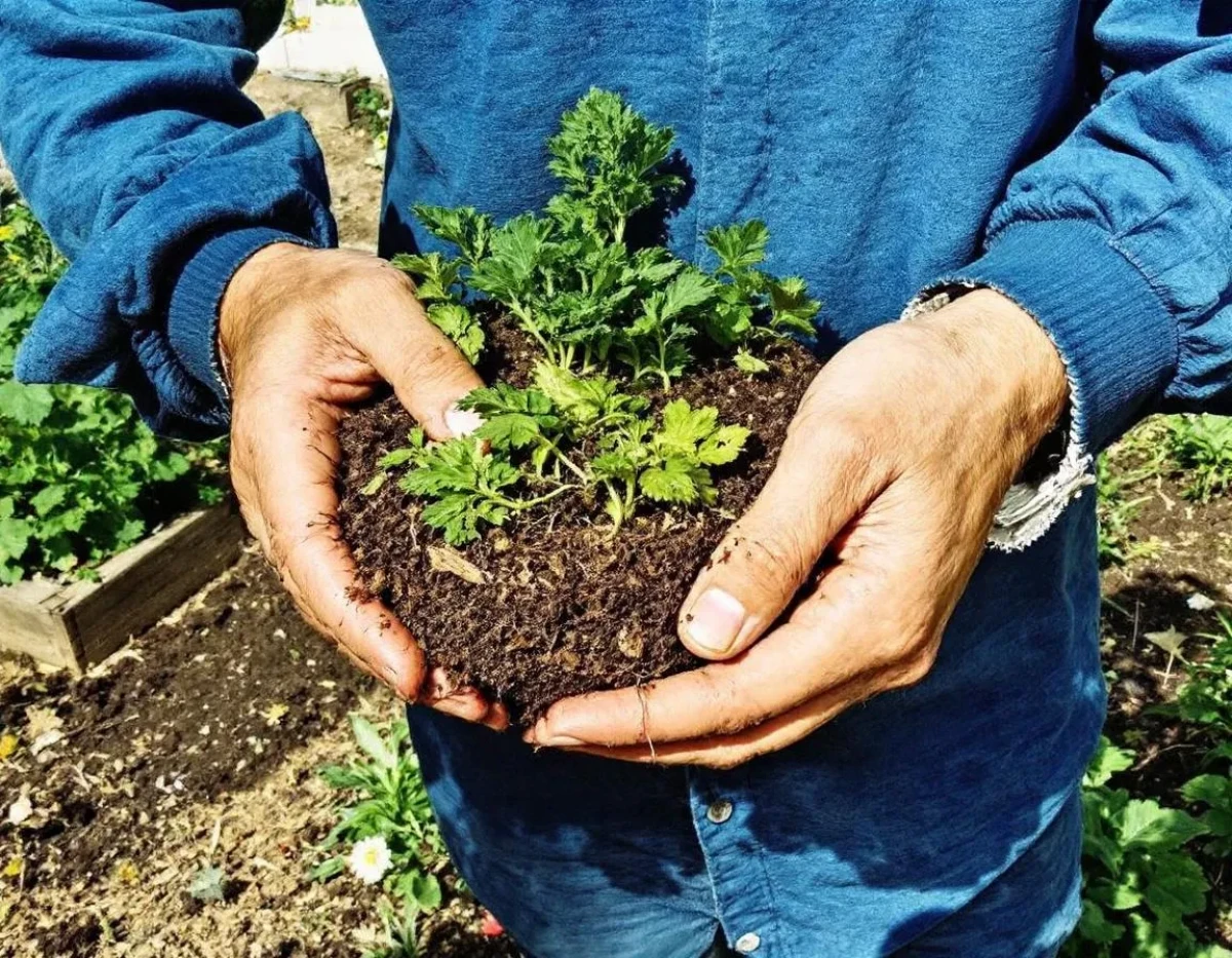 Maximisez votre rendement : Guide des meilleures associations de légumes au potager